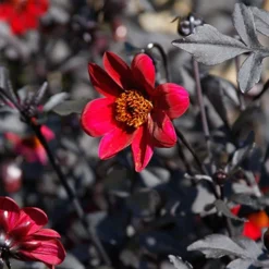 Menu Pulp Fiction Dahlia 6 Menu Pulp Fiction Dahlia -US Garden Plants Sales 2024 74220 pulp fiction dahlia 2