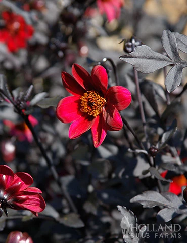 Menu Pulp Fiction Dahlia 4 Menu Pulp Fiction Dahlia - Image 2