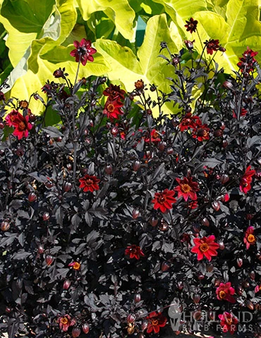 Menu Pulp Fiction Dahlia 5 Menu Pulp Fiction Dahlia - Image 3