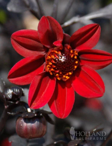 Menu Pulp Fiction Dahlia 3 Menu Pulp Fiction Dahlia