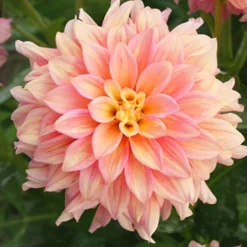 Menu Ice Cube Dahlia -US Garden Plants Sales 2024 74221