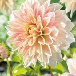 Menu Shimmering Sunset Dahlia Collection -US Garden Plants Sales 2024 74221 ice cube dahlia 2 1