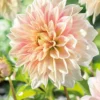 Menu Ice Cube Dahlia -US Garden Plants Sales 2024 74221 ice cube dahlia 2