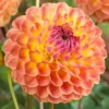 Menu Lakeland Autumn Dahlia 2 Menu Lakeland Autumn Dahlia -US Garden Plants Sales 2024 74224