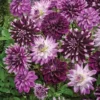 Menu Midnight Party Dahlia Blend -US Garden Plants Sales 2024 74227 midnight party dahlia blend