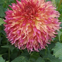 Menu Myrtle's Folly Dahlia