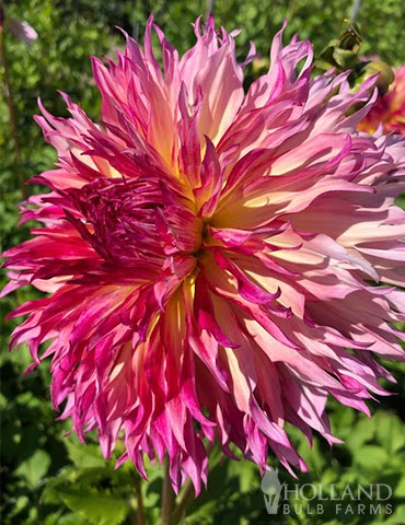 Menu Myrtle's Folly Dahlia 4 Menu Myrtle's Folly Dahlia - Image 2