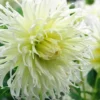 Menu Tsuki-Yori-No-Shisha Dahlia -US Garden Plants Sales 2024 74229 tsuki yori no shisha dahlia 2