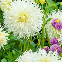 Menu Tsuki-Yori-No-Shisha Dahlia -US Garden Plants Sales 2024 74229 tsuki yori no shisha dahlia