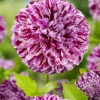 Menu Marble Ball Dahlia -US Garden Plants Sales 2024 74230 marble ball dahlia