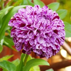 Menu Marble Ball Dahlia 6 Menu Marble Ball Dahlia -US Garden Plants Sales 2024 74230 marble ball dahlia 2