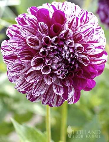 Menu Marble Ball Dahlia 5 Menu Marble Ball Dahlia - Image 3