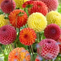 Menu Ball Mixture Dahlias