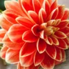 Menu Orange Glory Patio Dinnerplate Dahlia -US Garden Plants Sales 2024 74233a