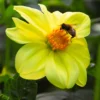Menu Yellow Sneezy Dahlia -US Garden Plants Sales 2024 74234