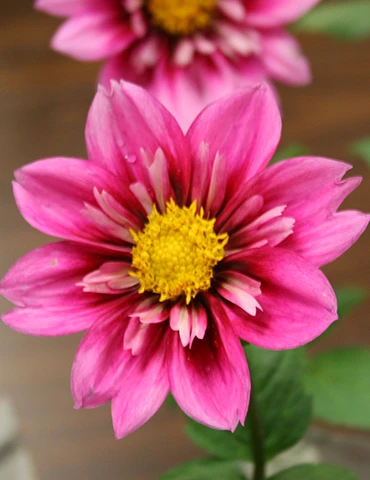 Menu Hartenaas Dahlia 4 Menu Hartenaas Dahlia - Image 2