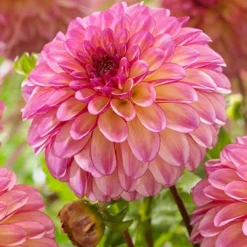 Menu Foxy Lady Decorative Dahlia