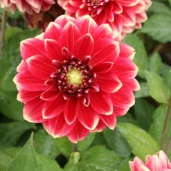 Menu Mr. Optimist Decorative Dahlia -US Garden Plants Sales 2024 74237