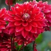 Menu Mr. Optimist Decorative Dahlia -US Garden Plants Sales 2024 74237 mr optimist dahlia