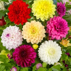 Menu Gallery Mix Dahlias