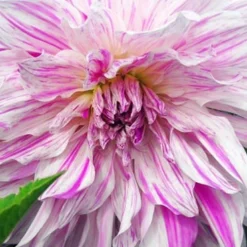 Menu Mom's Special Dinnerplate Dahlia -US Garden Plants Sales 2024 74239 moms special dinnerplate dahlia