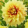 Menu Dazzling Sun Dinnerplate Dahlia -US Garden Plants Sales 2024 74240 dazzling sun dinnerplate dahlia