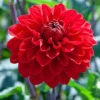 Menu Red Decorative Dahlia 1 Menu Red Decorative Dahlia -US Garden Plants Sales 2024 74241 red decorative dahlia 3
