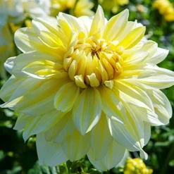 Menu La Luna Dahlia -US Garden Plants Sales 2024 74242 la luna dahlia