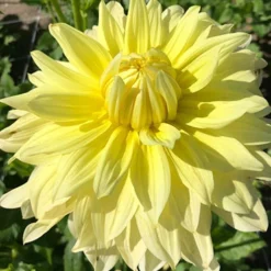 Menu La Luna Dahlia -US Garden Plants Sales 2024 74242 la luna dahlia 3