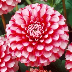 Menu Little William Dahlia -US Garden Plants Sales 2024 74244 little william dahlia 2