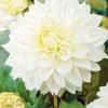 Menu White Decorative Dahlia 2 Menu White Decorative Dahlia -US Garden Plants Sales 2024 74245 white decorative dahlia
