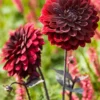 Menu Arabian Night Decorative Dahlia -US Garden Plants Sales 2024 74246 arabian night decorative dahlia 5
