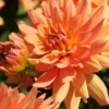 Menu Orange Decorative Dahlia -US Garden Plants Sales 2024 74247 orange decorative dahlia 4