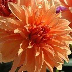 Menu Orange Decorative Dahlia -US Garden Plants Sales 2024 74247 orange decorative dahlia 5