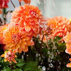 Menu Orange Decorative Dahlia -US Garden Plants Sales 2024 74247 orange decorative dahlia 6