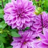 Menu Lilac Time Dahlia -US Garden Plants Sales 2024 74249 lilac time dahlia 3