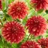Menu Miss Brandy Dahlia -US Garden Plants Sales 2024 74251 miss brandy dahlia