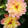 Menu Happy Butterfly Dahlia 1 Menu Happy Butterfly Dahlia -US Garden Plants Sales 2024 74254 happy butterfly dahlia