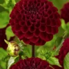 Menu Natal Dahlia -US Garden Plants Sales 2024 74257 natal dahlia