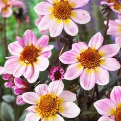 Menu American Pie Dahlia