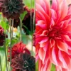 Menu Dazzling Dahlias Duo Collection 2 Menu Dazzling Dahlias Duo Collection -US Garden Plants Sales 2024 74259 dazzling duo collection