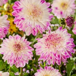 Menu Mango Powder Puff Dahlia Blend 7 Menu Mango Powder Puff Dahlia Blend -US Garden Plants Sales 2024 74260 mango powder puff dahlia blend 2