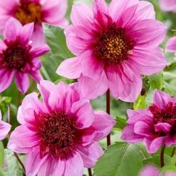 Menu Mango Powder Puff Dahlia Blend 6 Menu Mango Powder Puff Dahlia Blend -US Garden Plants Sales 2024 74260 mango powder puff dahlia blend 3