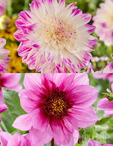 Menu Mango Powder Puff Dahlia Blend 3 Menu Mango Powder Puff Dahlia Blend