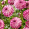 Menu Pink Isa Decorative Dahlia 1 Menu Pink Isa Decorative Dahlia -US Garden Plants Sales 2024 74261 pink isa dahlia 2