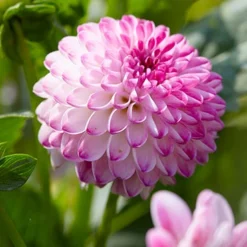 Menu Pink Isa Decorative Dahlia -US Garden Plants Sales 2024 74261 pink isa dahlia