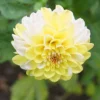Menu Double Jill Pompon Dahlia -US Garden Plants Sales 2024 74263 double jill pompon dahlia