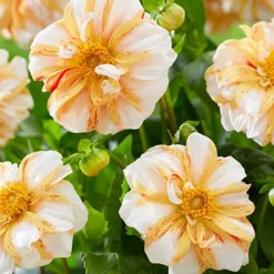 Menu Sun And Ice Decorative Dahlia