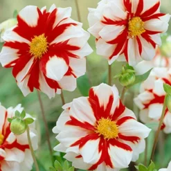 Menu Fire And Ice Decorative Dahlia