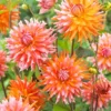 Menu Orange Turmoil Cactus Dahlia 2 Menu Orange Turmoil Cactus Dahlia -US Garden Plants Sales 2024 74267 dahlia cactus orange turmoil 2